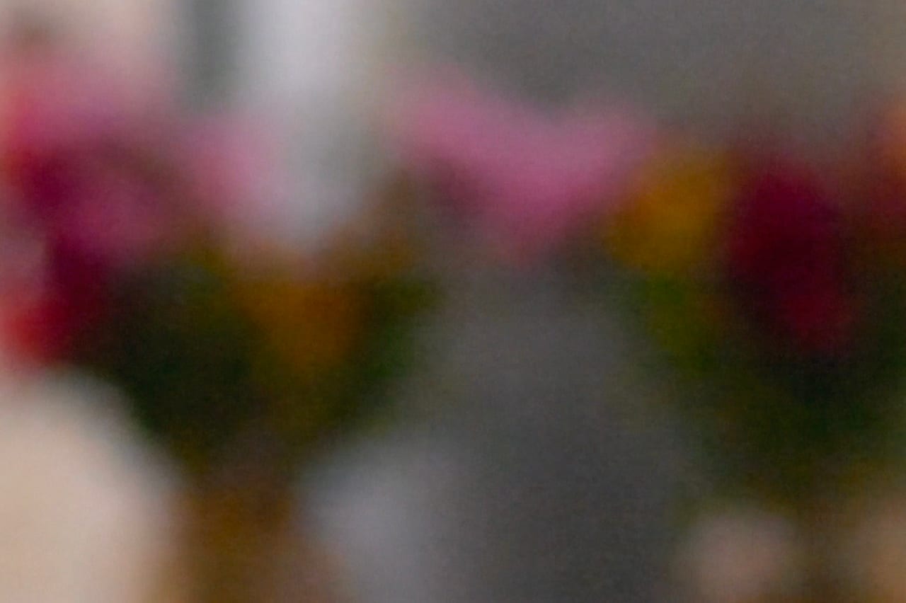 Colorful flowers photographed in soft focus.